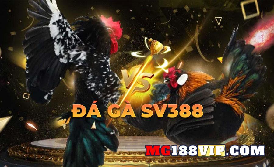 Đá gà SV388 là gì?