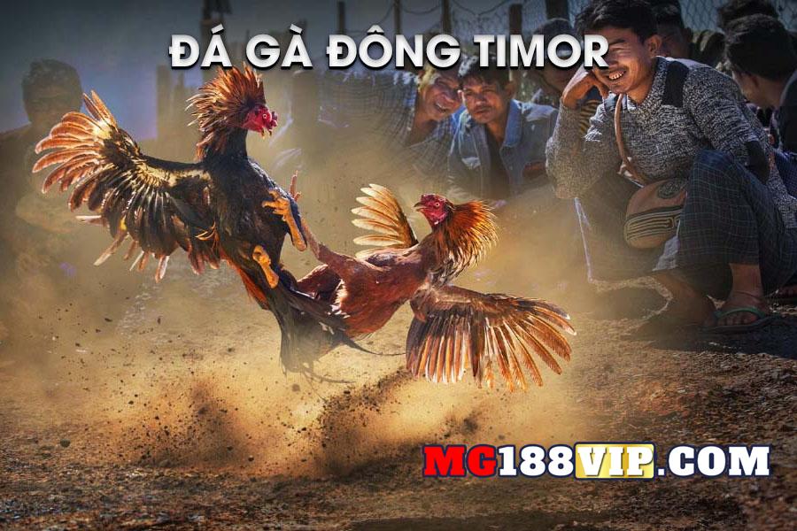 Đà gà Đông Timor là gì?
